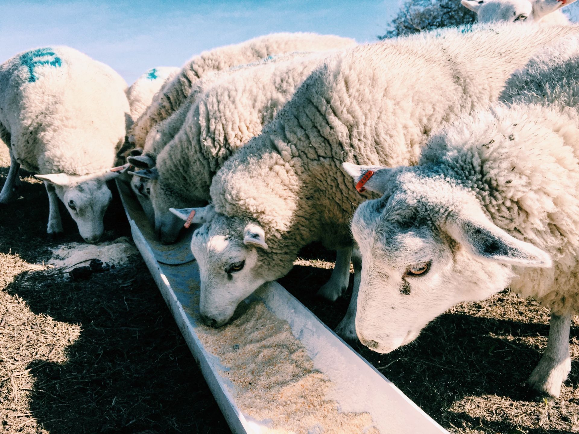 Başka Bir Yeme Geçiş